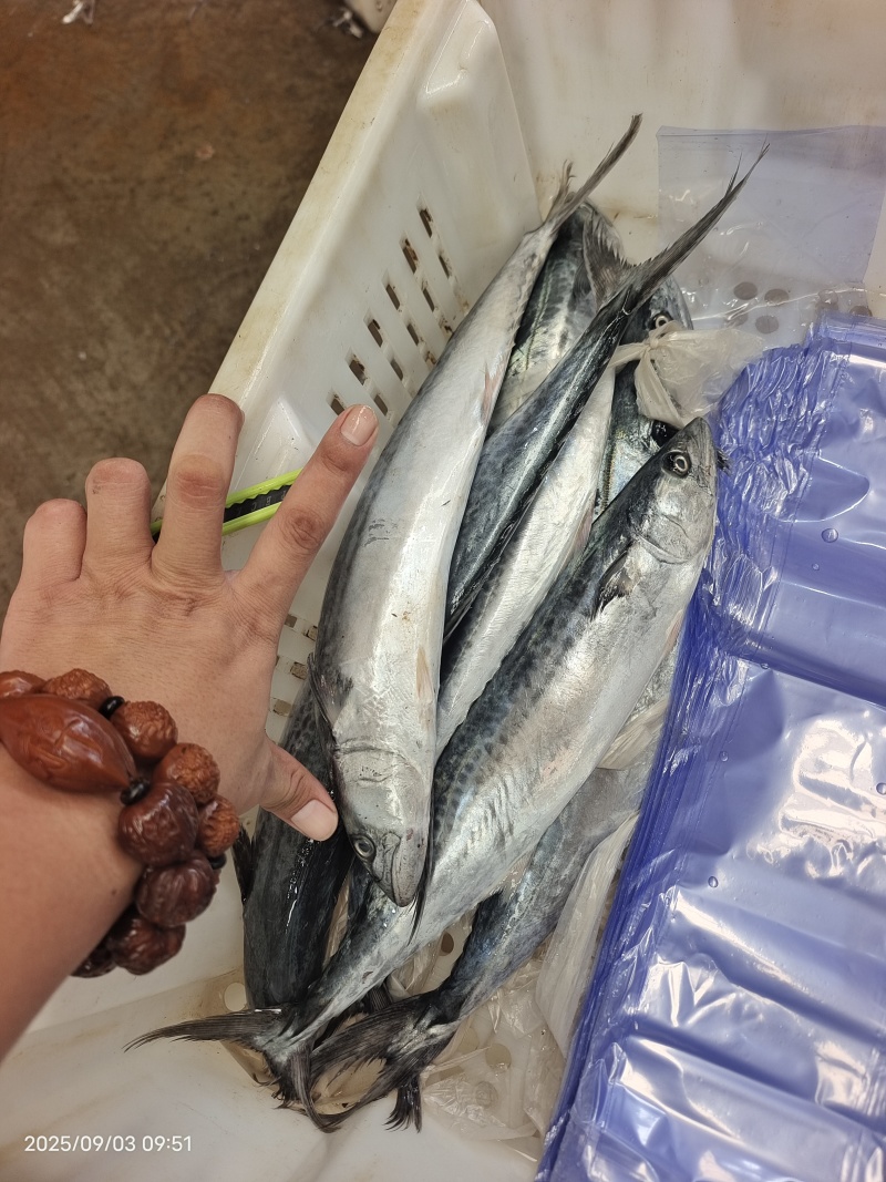 山东威海石岛单冻小鲅鱼马鲛鱼规格齐全