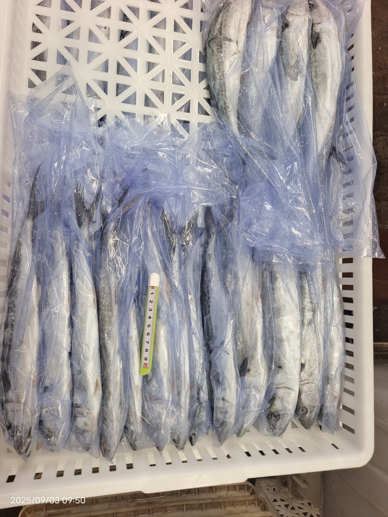 山东威海石岛单冻小鲅鱼马鲛鱼规格齐全