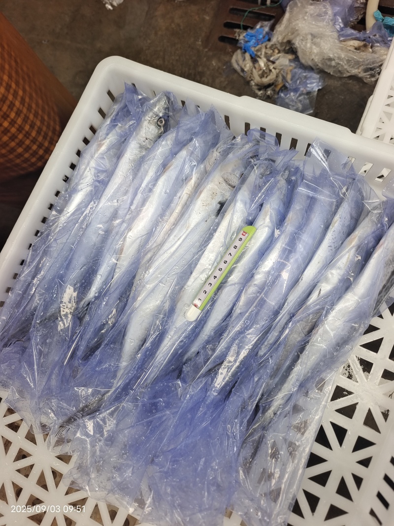 山东威海石岛单冻小鲅鱼马鲛鱼规格齐全