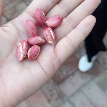 水果花生