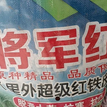 批发零售价格便宜，大蒜蒜种，保证质量很好