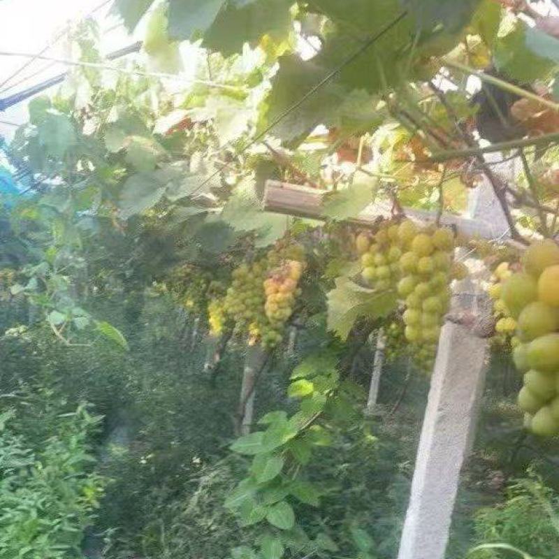 酿酒用—阳光玫瑰