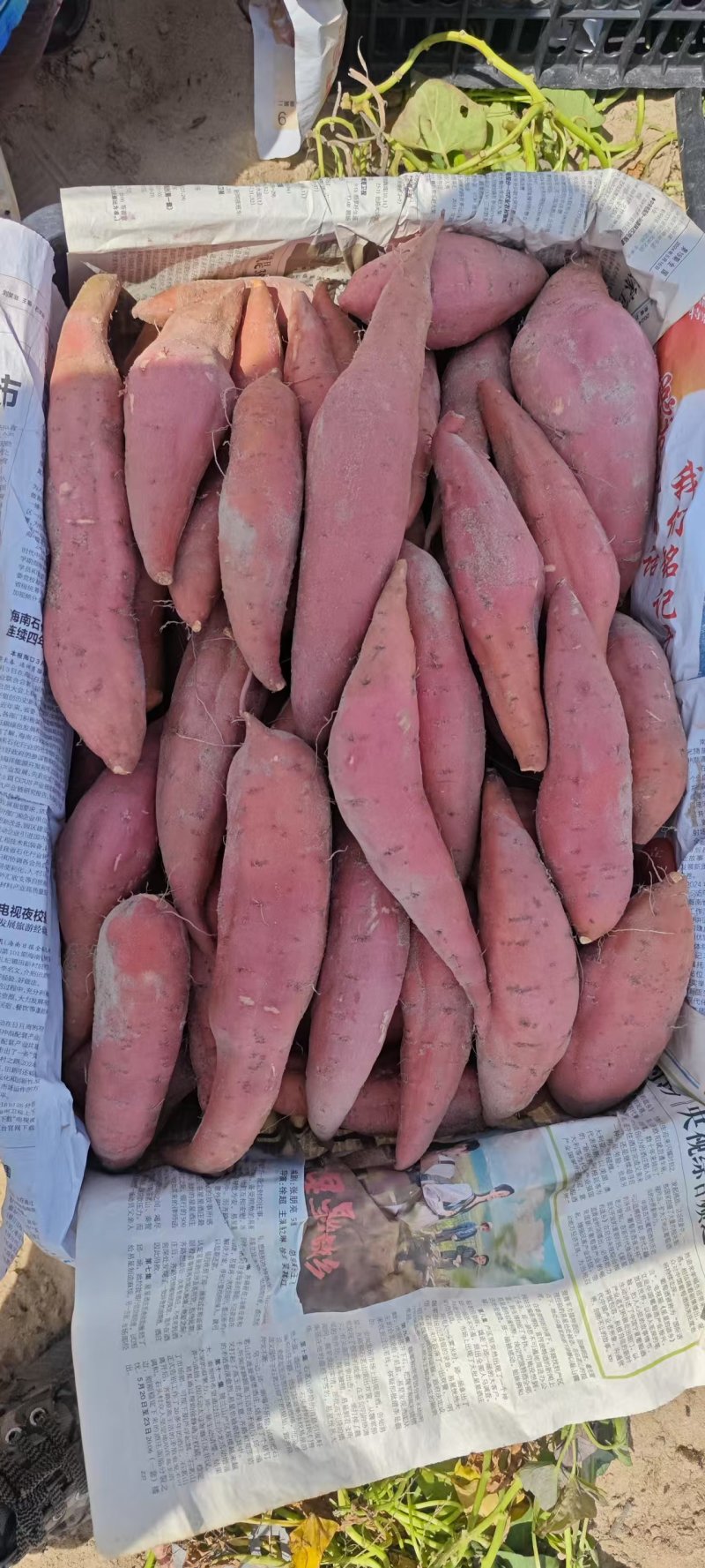 西瓜红红薯