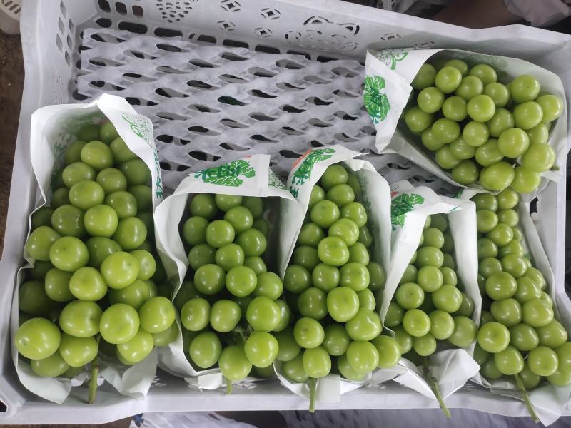 阳光玫瑰葡萄大量有货产地直发一手货源价格美丽