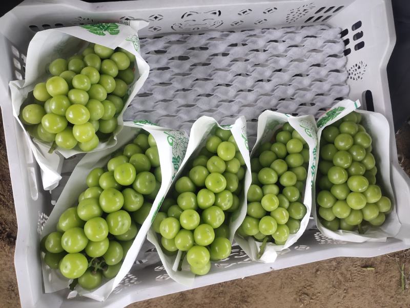 阳光玫瑰葡萄大量有货产地直发一手货源价格美丽