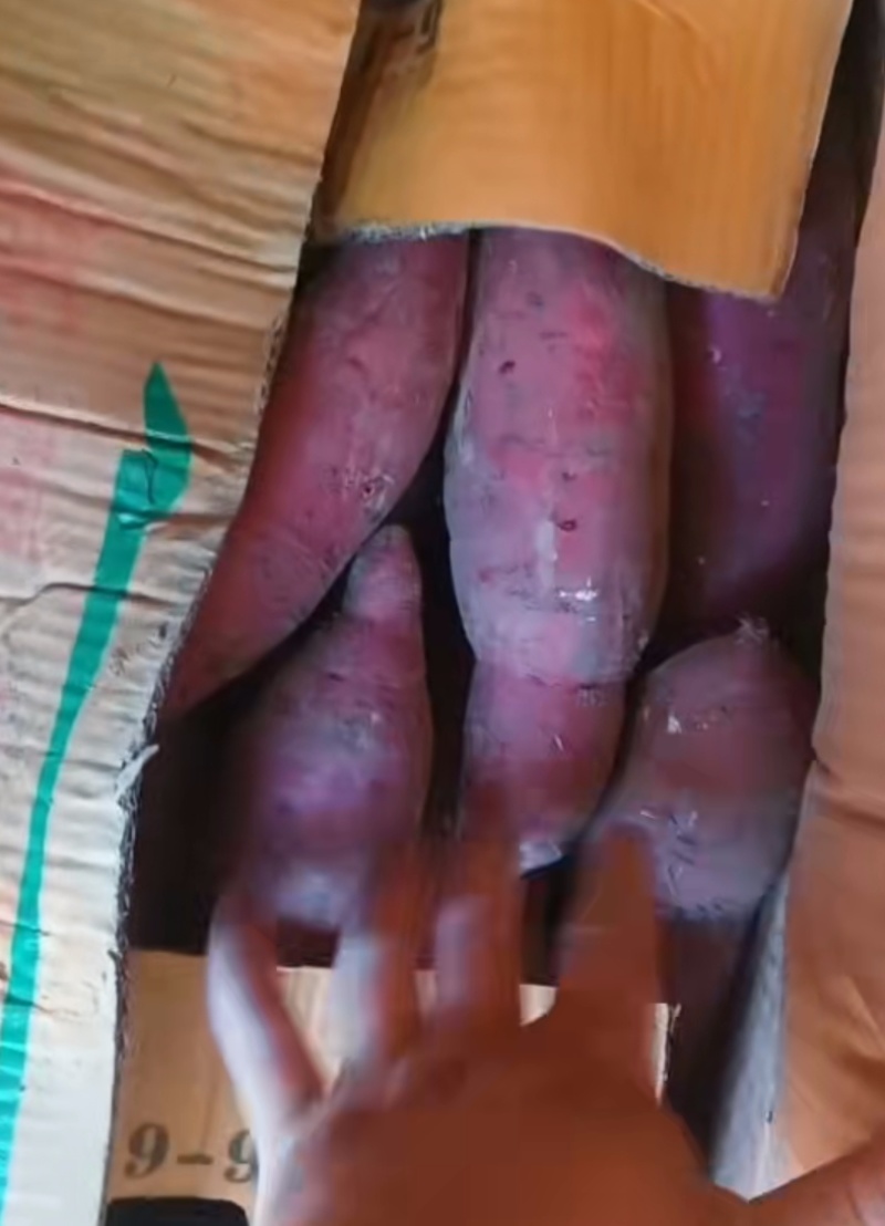 西瓜红红薯