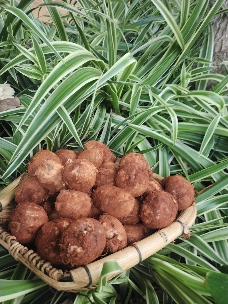云南牛奶芋头红土地芋头