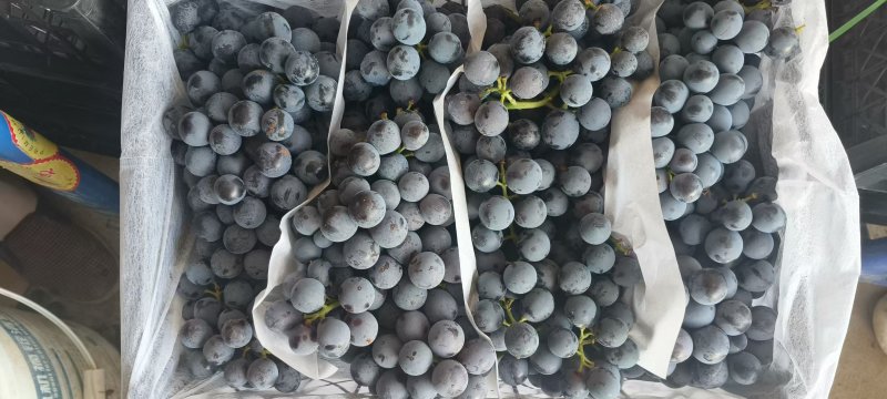 葡萄\夏黑葡萄\新疆双河市葡萄种植基地大量上市欢迎采购