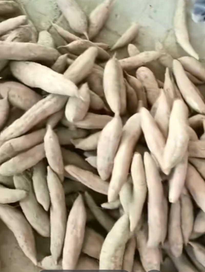 哈蜜红薯