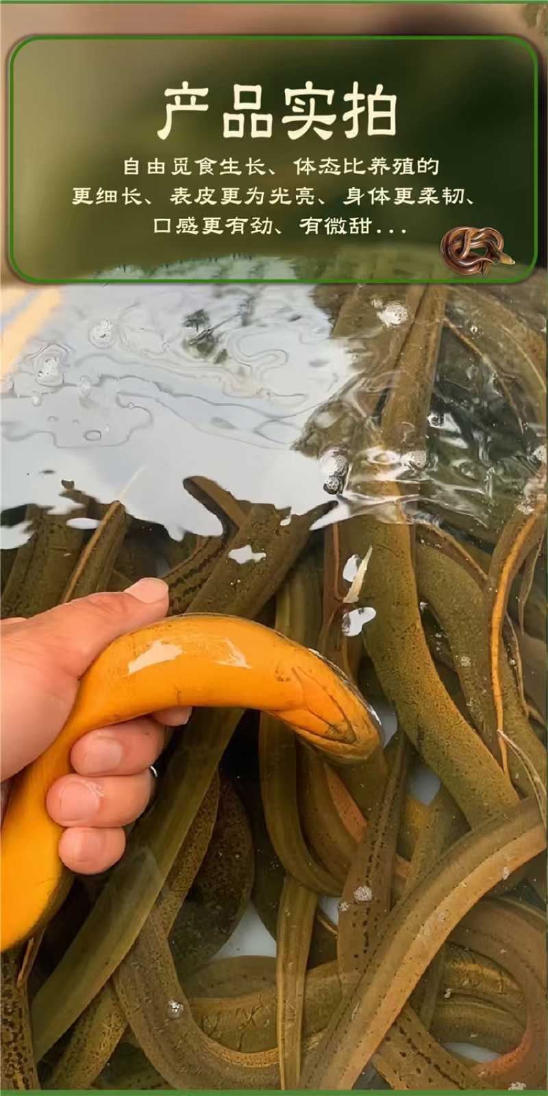 黄鳝鱼菲律宾野生土黄鳝进口商每天鲜活到货8-10吨