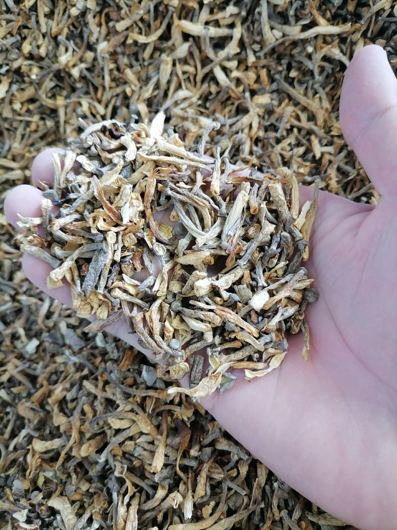 鹿茸菇碎菇，鹿茸菇菇碎，碎鹿茸菇，鹿茸菇碎片