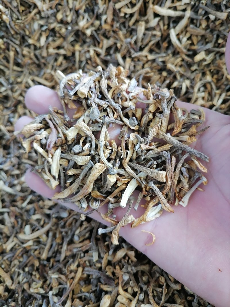 鹿茸菇碎菇，鹿茸菇菇碎，碎鹿茸菇，鹿茸菇碎片