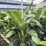 天堂鸟花卉盆景观花植物庭院绿植鹤望兰天堂鸟