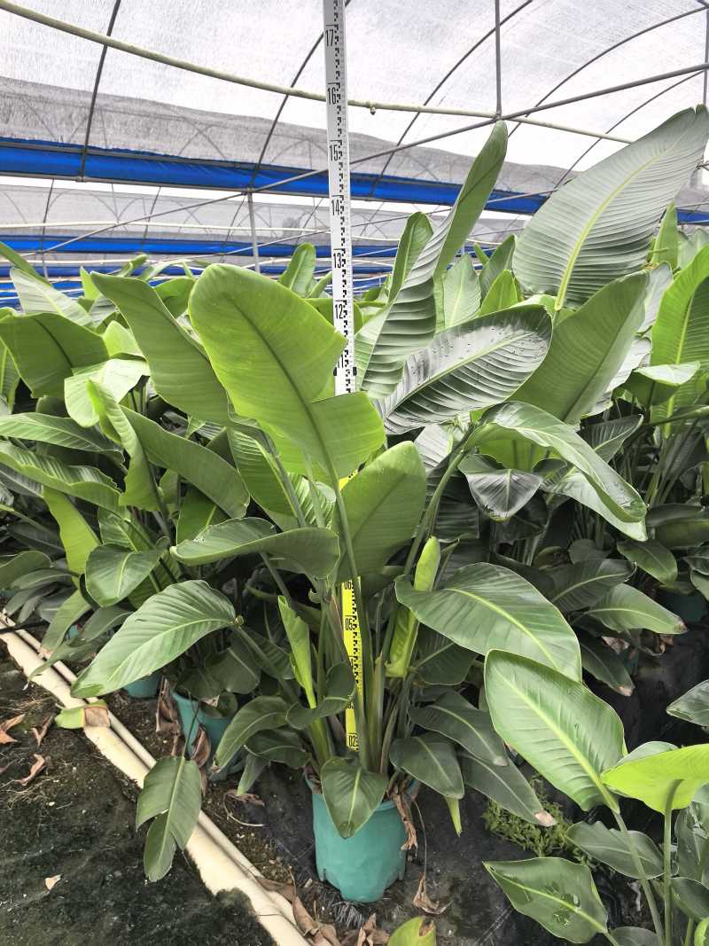 天堂鸟花卉盆景观花植物庭院绿植鹤望兰天堂鸟