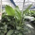 天堂鸟花卉盆景观花植物庭院绿植鹤望兰天堂鸟