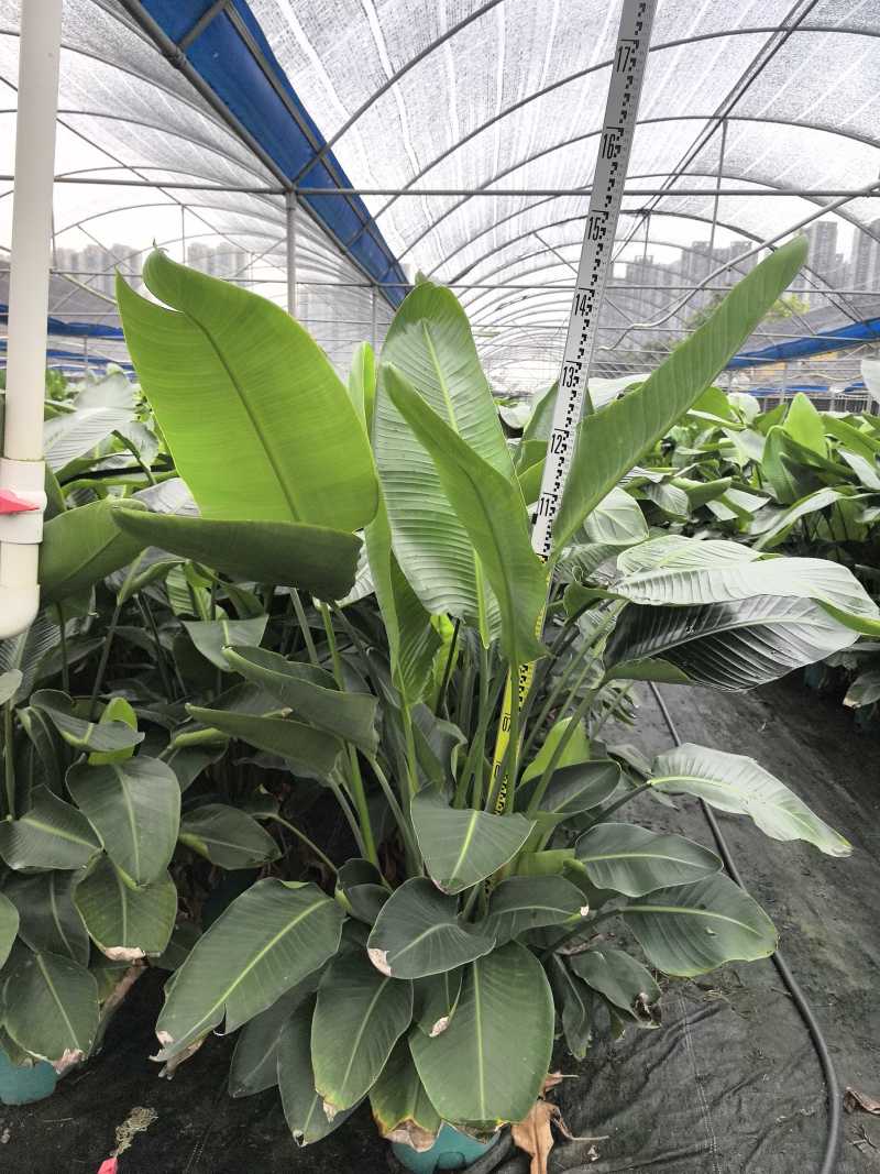 天堂鸟花卉盆景观花植物庭院绿植鹤望兰天堂鸟