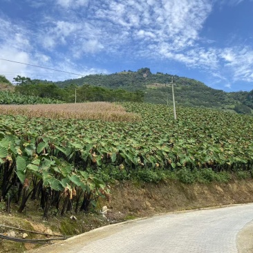 云南省屏边县芋头一手货源保质保量供货对接全国