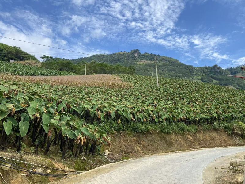 云南省屏边县芋头一手货源保质保量供货对接全国