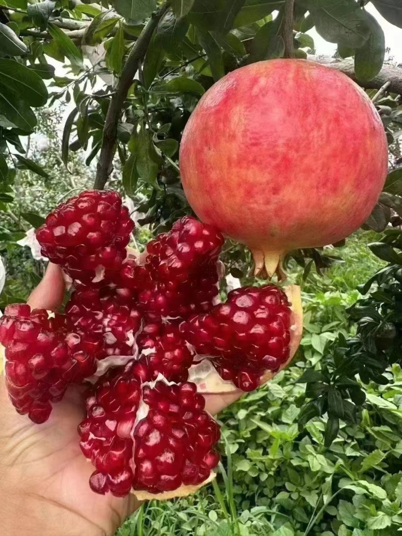 会理**吃的突尼斯软子石榴，你有量我有货欢迎各位前来合作