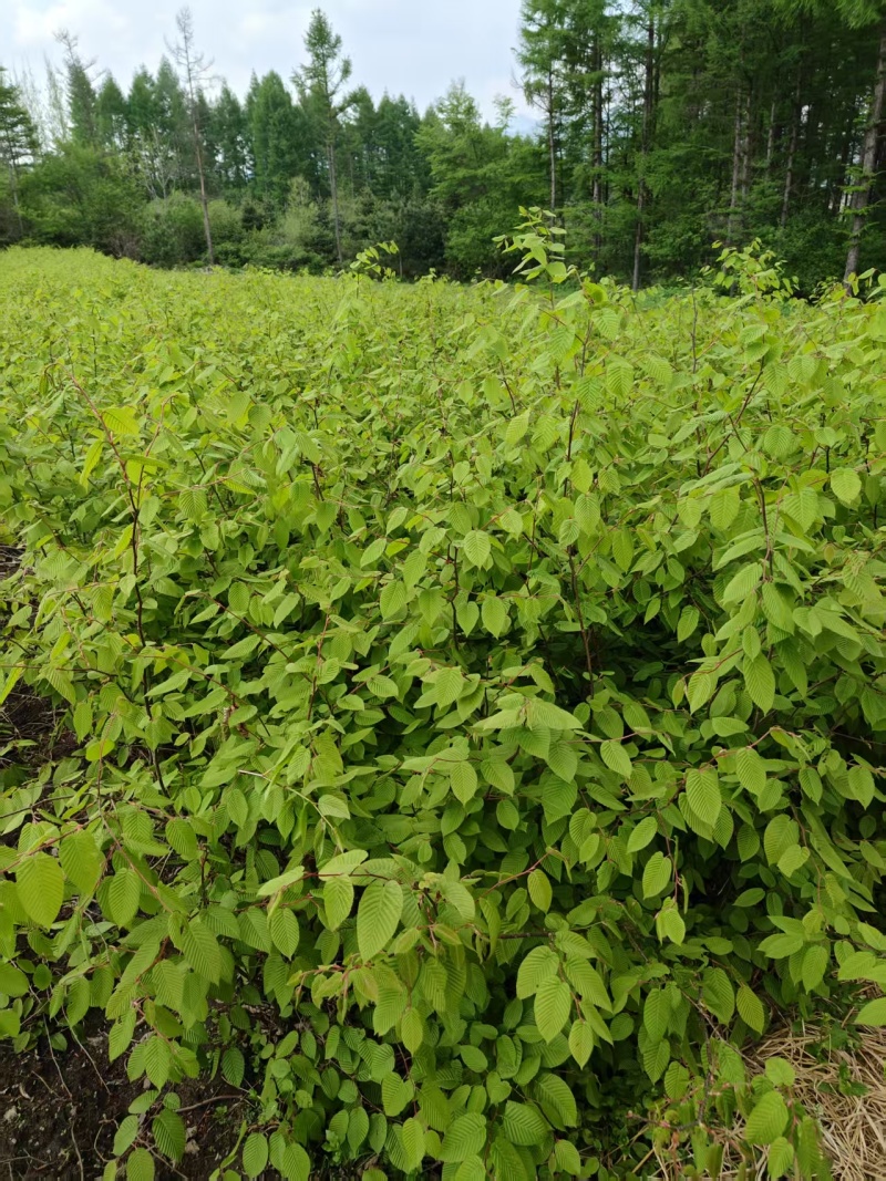 鹅耳枥