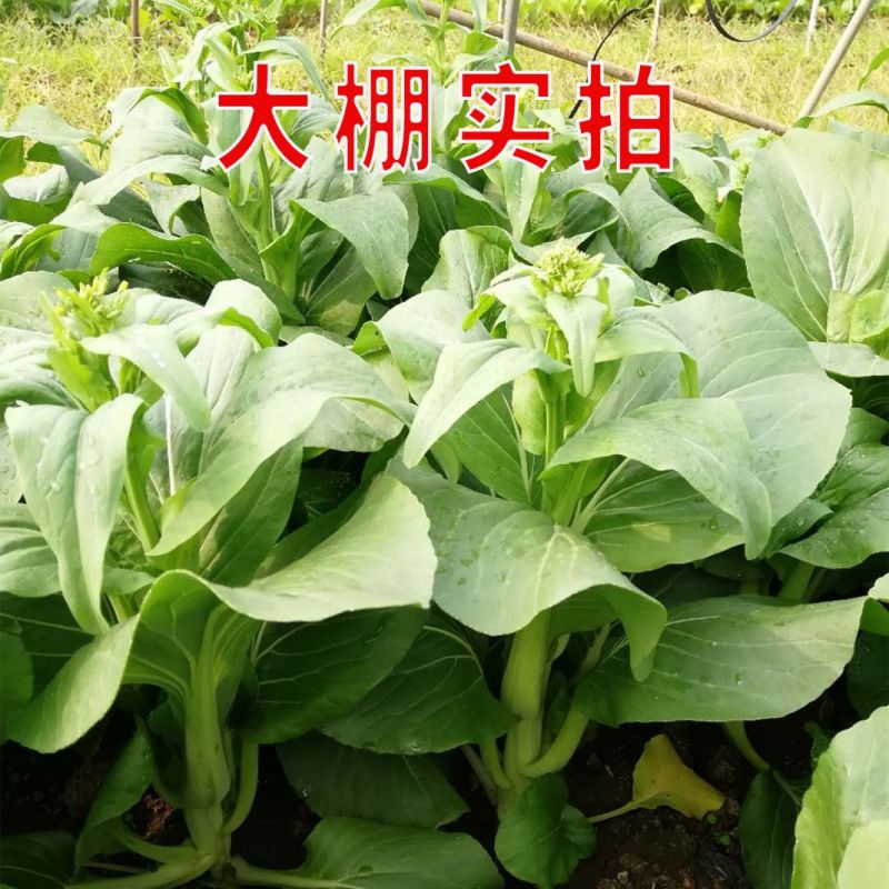 夏秋美味青菜苔种子中早熟品种抽苔整齐度高苔粗壮口感好抗病