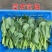 夏秋美味青菜苔种子中早熟品种抽苔整齐度高苔粗壮口感好抗病