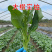 夏秋美味青菜苔种子中早熟品种抽苔整齐度高苔粗壮口感好抗病