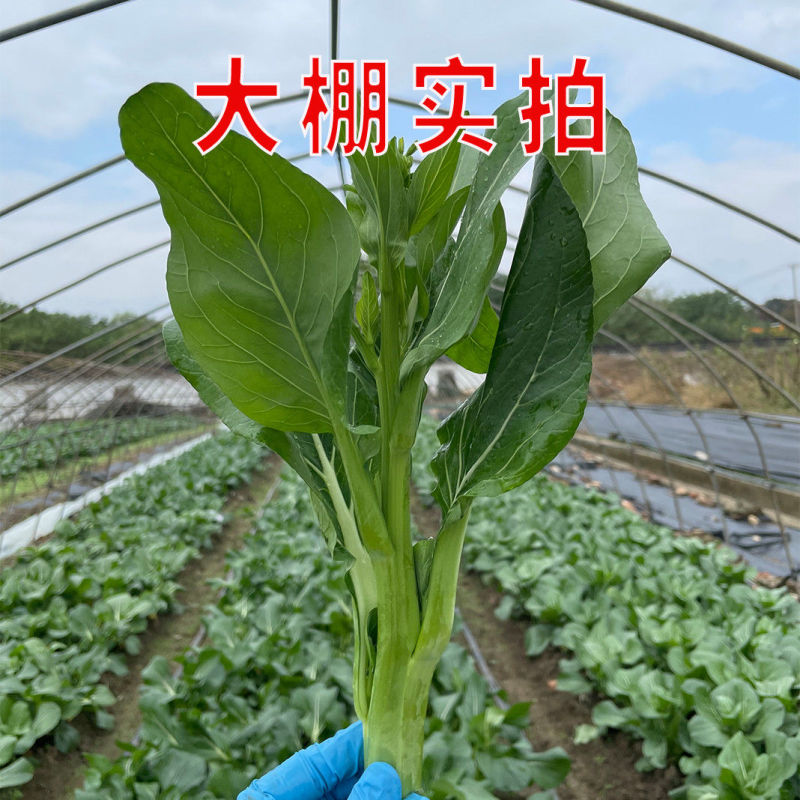 夏秋美味青菜苔种子中早熟品种抽苔整齐度高苔粗壮口感好抗病