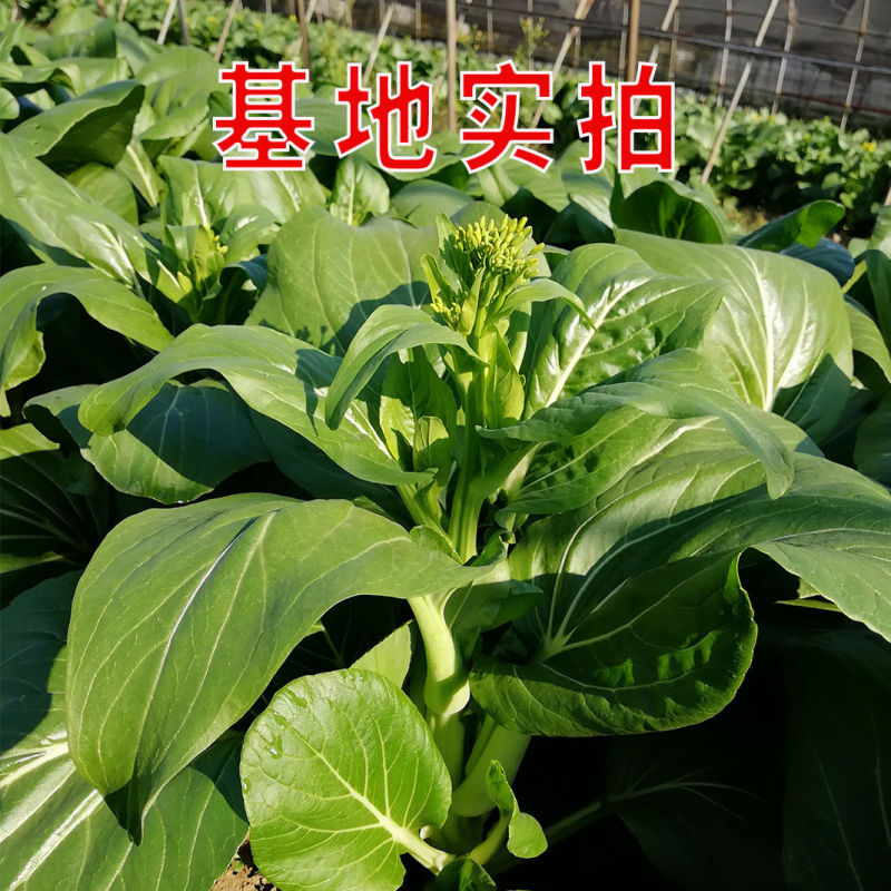 夏秋美味青菜苔种子中早熟品种抽苔整齐度高苔粗壮口感好抗病