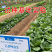 夏秋美味青菜苔种子中早熟品种抽苔整齐度高苔粗壮口感好抗病