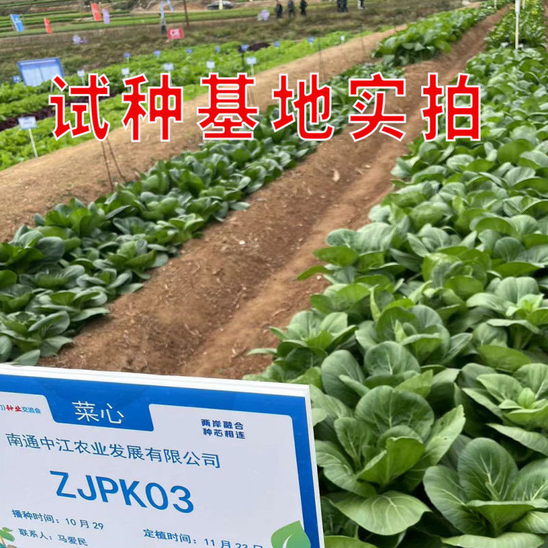 夏秋美味青菜苔种子中早熟品种抽苔整齐度高苔粗壮口感好抗病