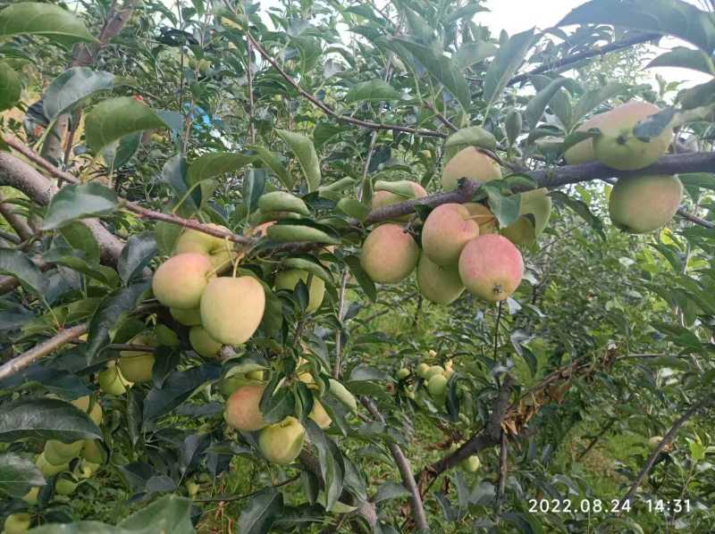 吉林省磐石市鸡心果基地，海棠果源头，品质保证欢迎老板采购