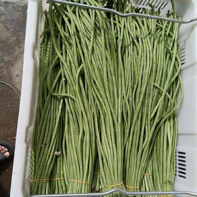 青县青条豇豆角大量上市规格齐全，品质保证，对接市场批发商