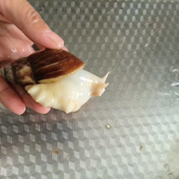 白玉蜗牛