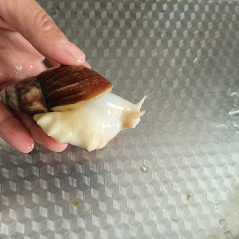 白玉蜗牛