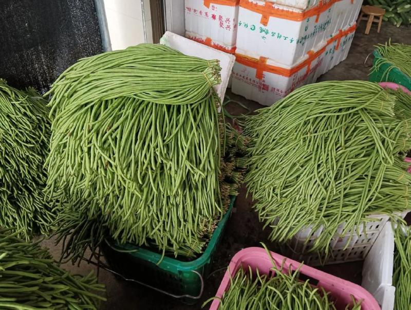 青县青条豇豆角大量上市规格齐全，品质保证，对接市场批发商