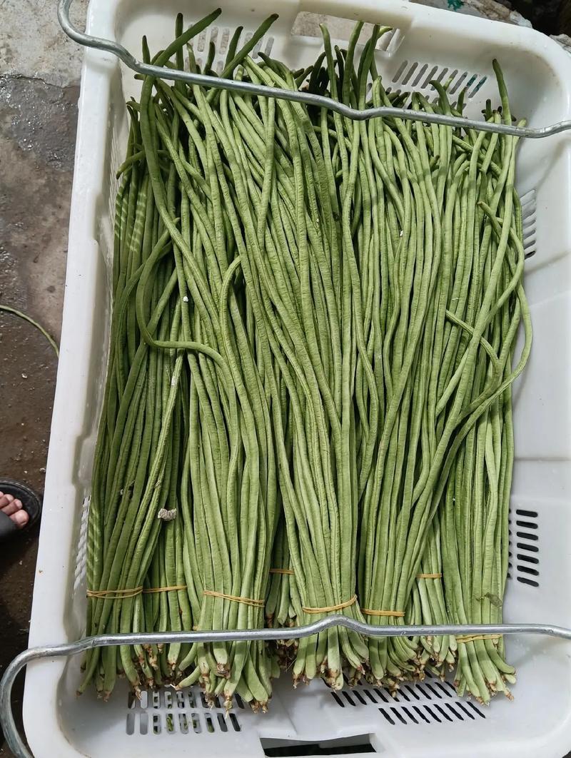 青县青条豇豆角大量上市规格齐全，品质保证，对接市场批发商