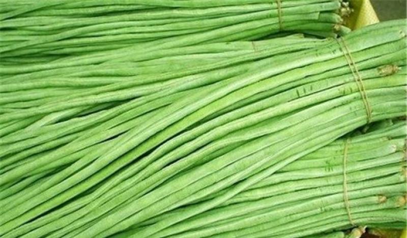 青县青条豇豆角大量上市规格齐全，品质保证，对接市场批发商