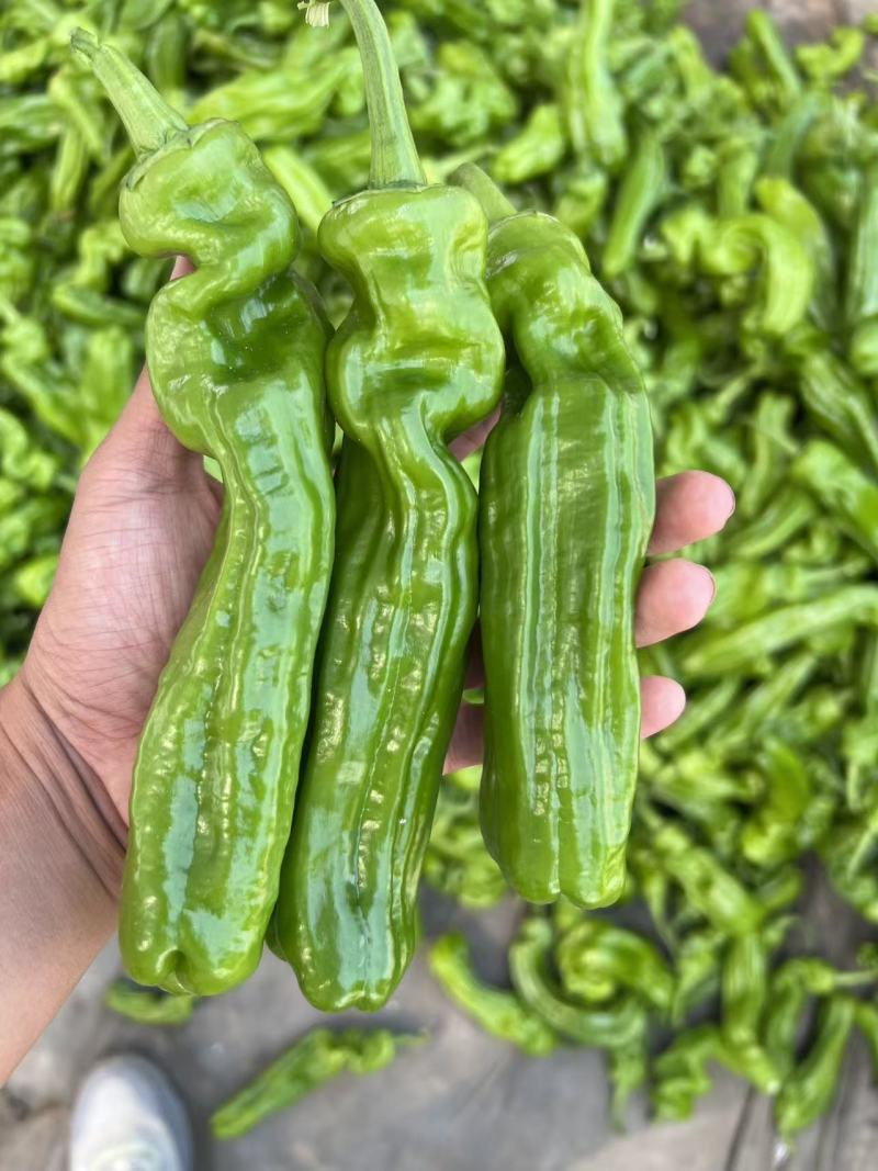 薄皮椒山东费县鲜辣椒全国发货砀椒产地直供