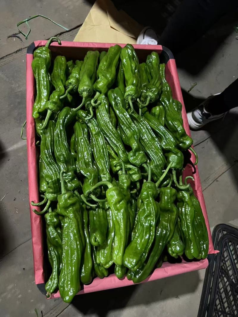 薄皮椒山东费县鲜辣椒全国发货砀椒产地直供