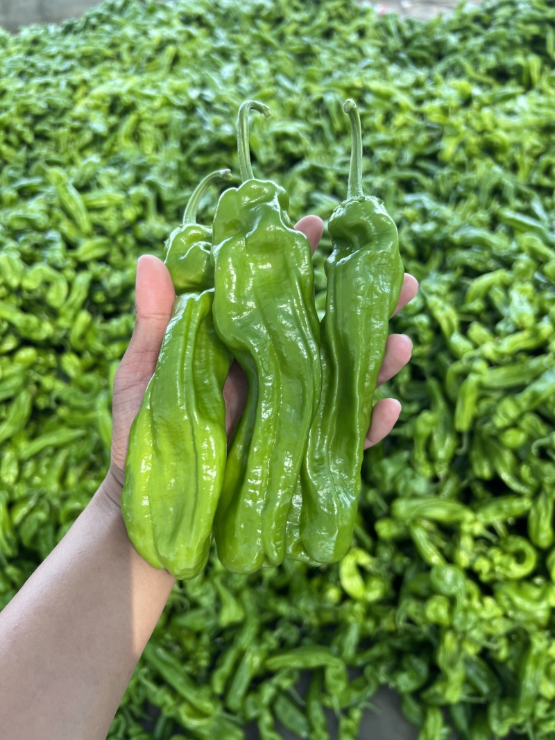 薄皮椒山东费县鲜辣椒全国发货砀椒产地直供