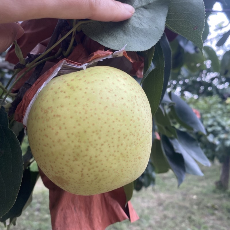 自家头茬皇冠