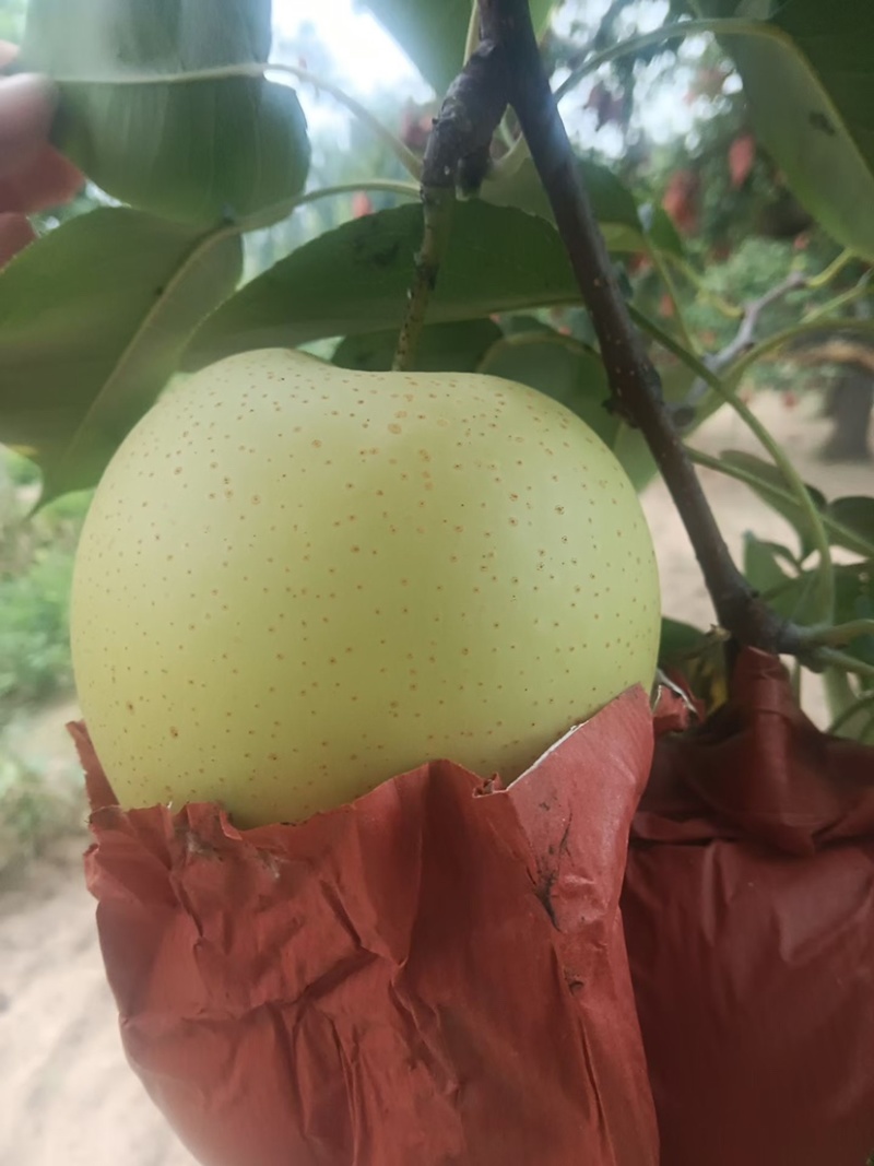 自家头茬皇冠