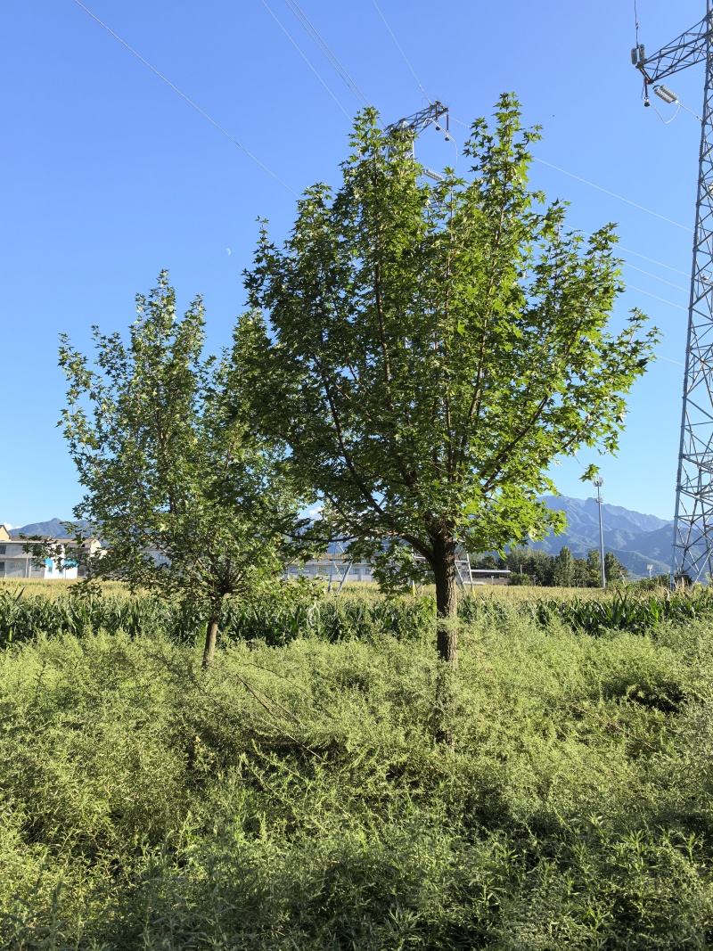 出售五角枫12～15cm