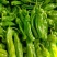 精品辣椒大量上市薄皮青椒砀椒新鲜发货可视频看货
