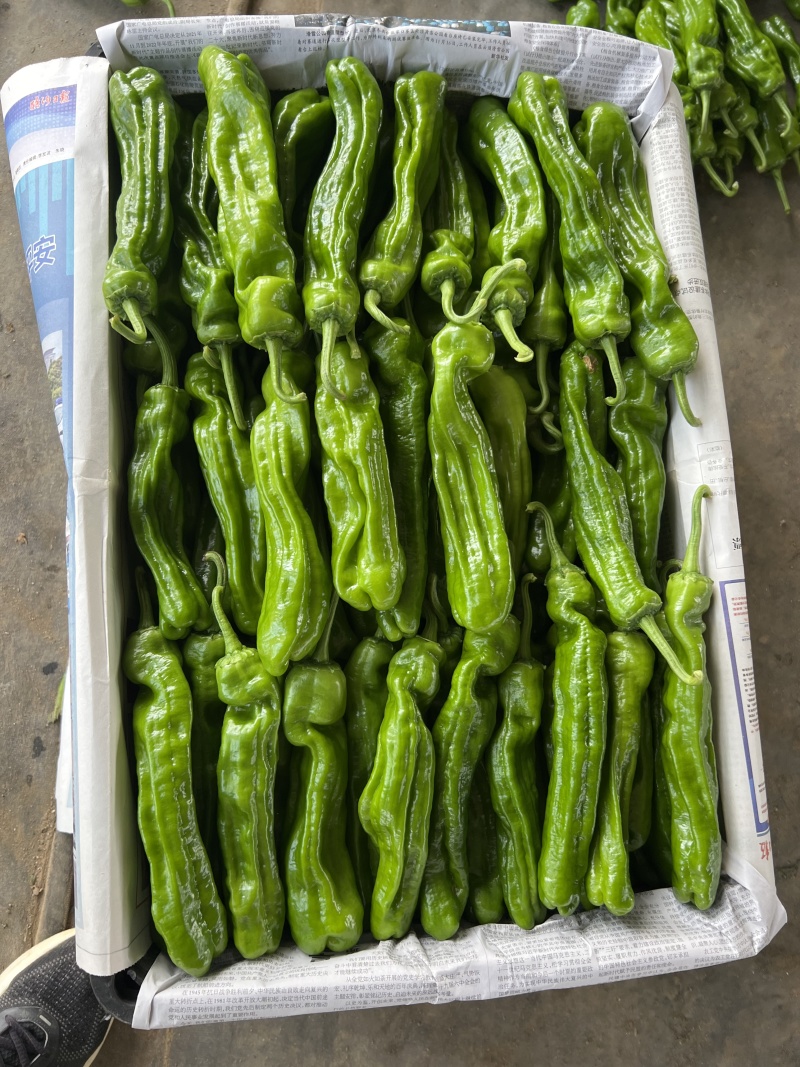 精品辣椒大量上市薄皮青椒砀椒新鲜发货可视频看货