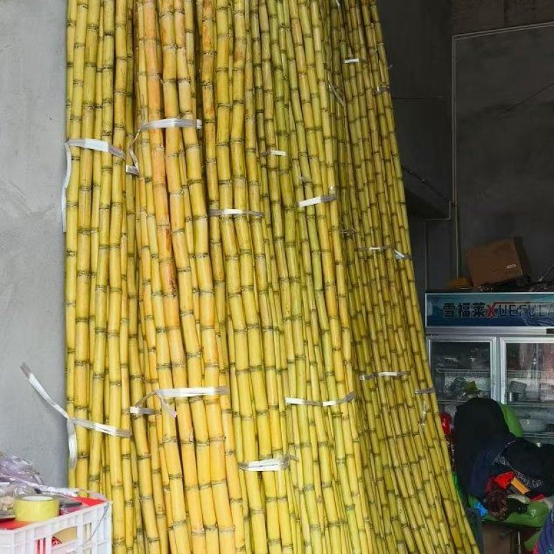 云南黄皮甘蔗大量上市中，一手货源视频看货欢迎致电