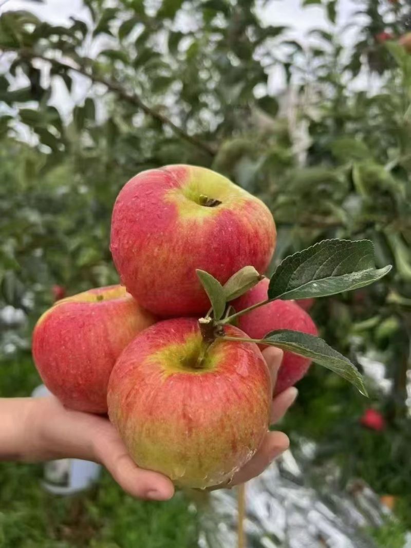 昭通红露苹果。