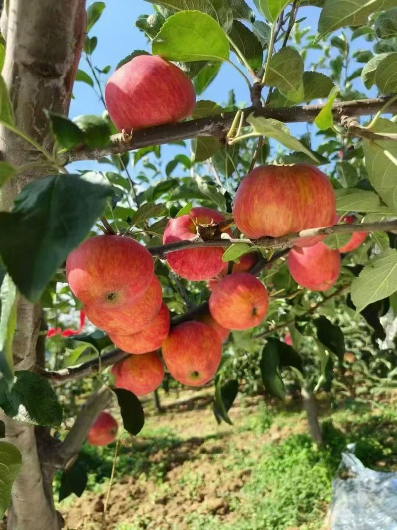 昭通红露苹果。