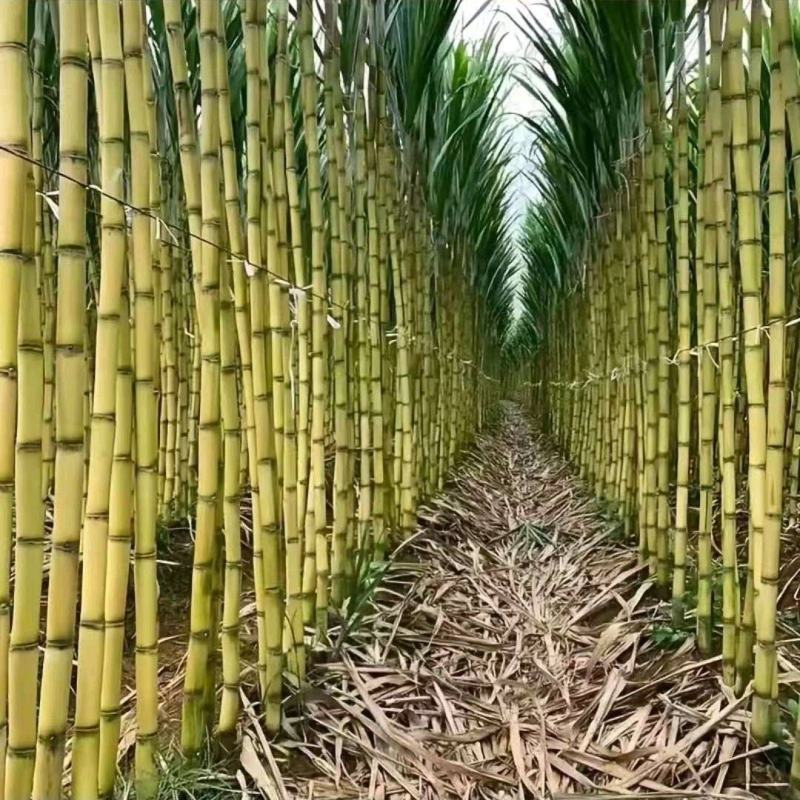 云南黄皮甘蔗，一手货源质量保证视频看货，欢迎致电
